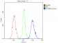 Anti-APOBEC3G Antibody Picoband™ (monoclonal, 6C2)